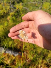 Eriophorum virginicum