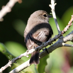 Muscicapa adusta adusta