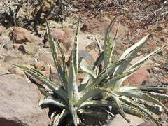 Agave sobria