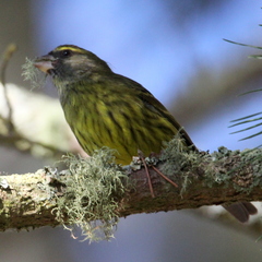 Crithagra scotops umbrosa