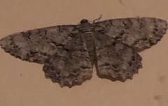 Epimecis