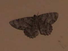 Epimecis