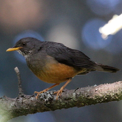 Turdus olivaceus olivaceus