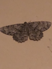 Epimecis
