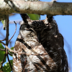 Bubo africanus africanus