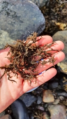 Cladostephus spongiosus