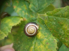 Cepaea hortensis