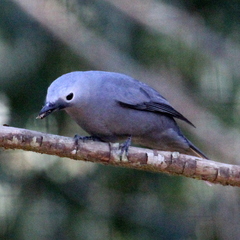 Coracina caesia caesia