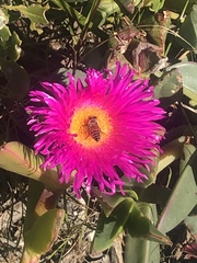 Apis mellifera capensis