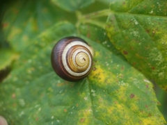 Cepaea hortensis