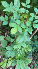 Fraxinus quadrangulata