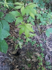Sanicula canadensis