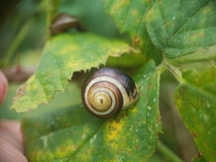 Cepaea hortensis