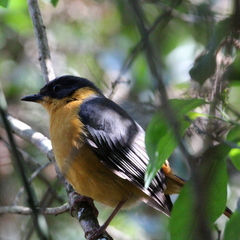 Cossypha dichroa dichroa