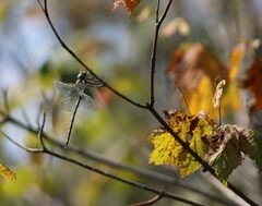 Aeshna tuberculifera