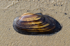 Unio pictorum