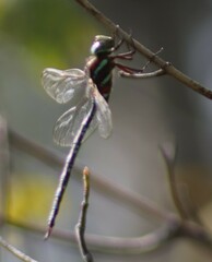 Aeshna tuberculifera