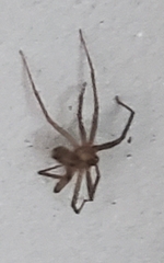 Loxosceles reclusa