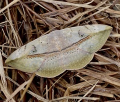 Hypopyra vespertilio