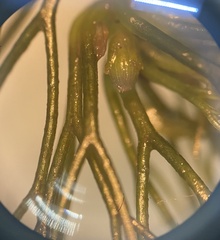 Ceratophyllum submersum