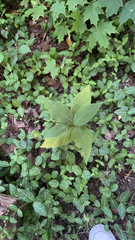 Persicaria virginiana