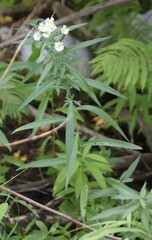Symphyotrichum puniceum