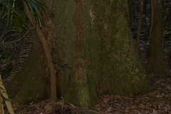 Schizomeria ovata