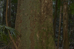 Schizomeria ovata