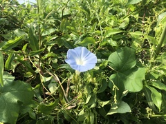 Ipomoea nil