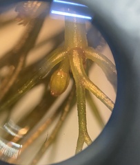 Ceratophyllum submersum