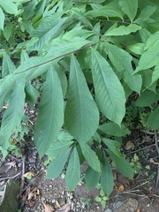 Asimina triloba