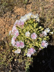 Drosanthemum