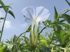 Ipomoea nil