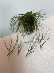 Ceratophyllum submersum