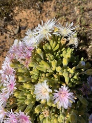 Drosanthemum