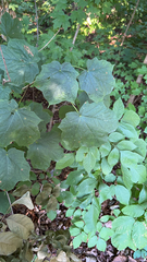 Acer nigrum