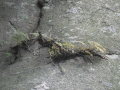 Davallia mariesii