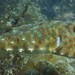 Longnose Puffer - Photo (c) Comunidad y Biodiversidad A. C., some rights reserved (CC BY-NC), uploaded by Comunidad y Biodiversidad A. C.