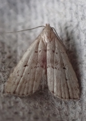 Hypenodes fractilinea