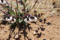 Trichodesma physaloides