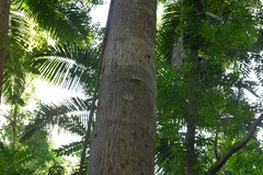 Schizomeria ovata