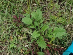 Scabiosa japonica