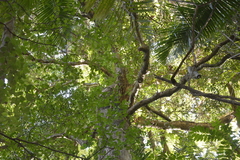 Schizomeria ovata