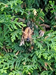Araneus diadematus