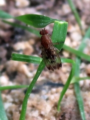 Suillia variegata