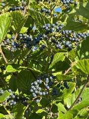 Viburnum recognitum