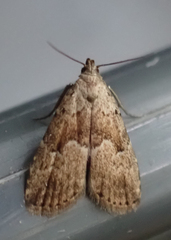 Hypenodes fractilinea