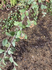 Cotoneaster franchetii