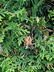 Araneus diadematus
