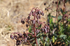 Trichodesma physaloides